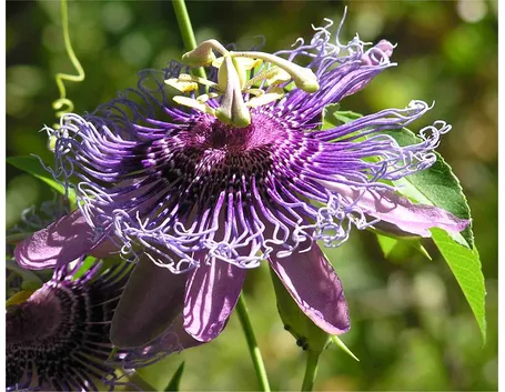 Passiflora edulis