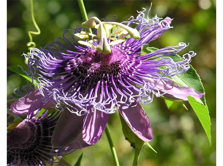 Passiflora edulis
