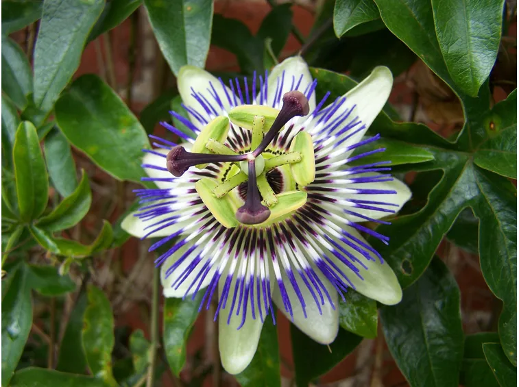 Fiore passiflora
