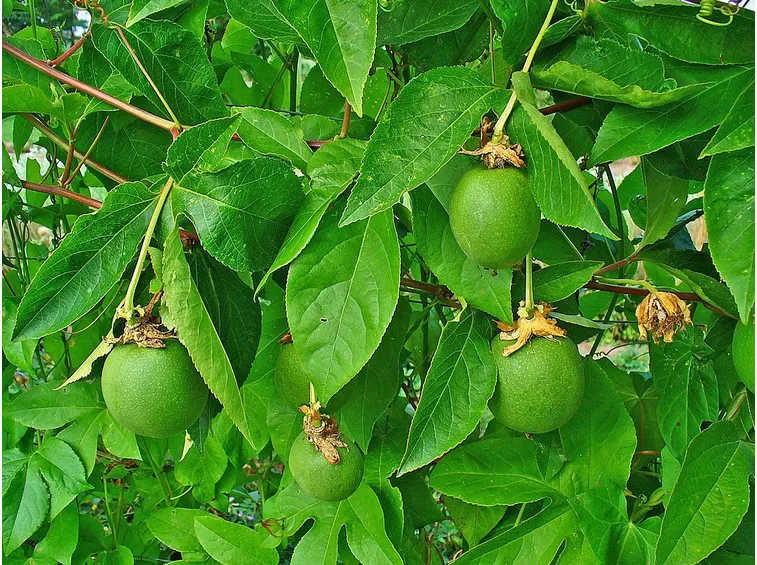 Frutti passiflora