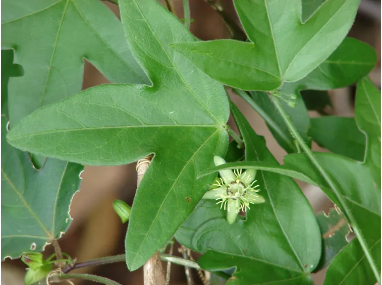 Pianta passiflora