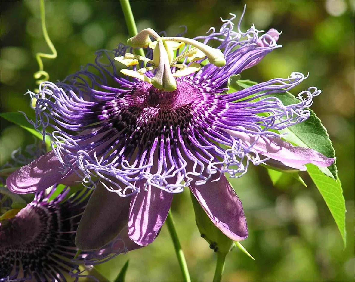 Passiflora edulis