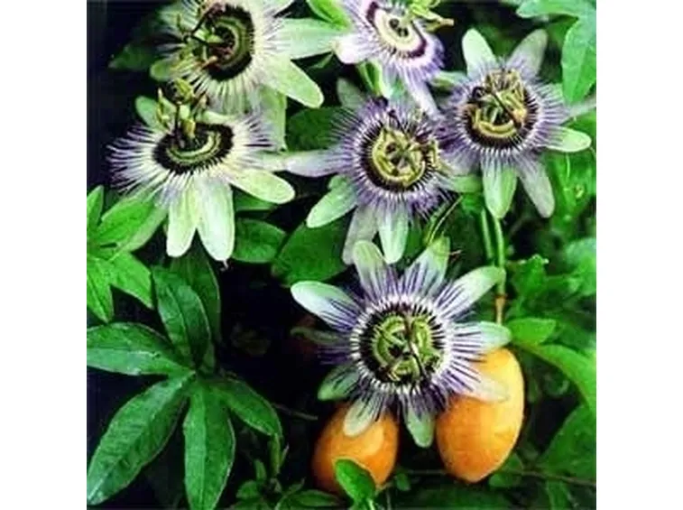 I fiori