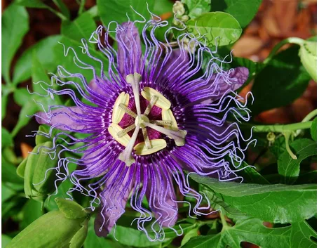 Fiore della passiflora rampicante
