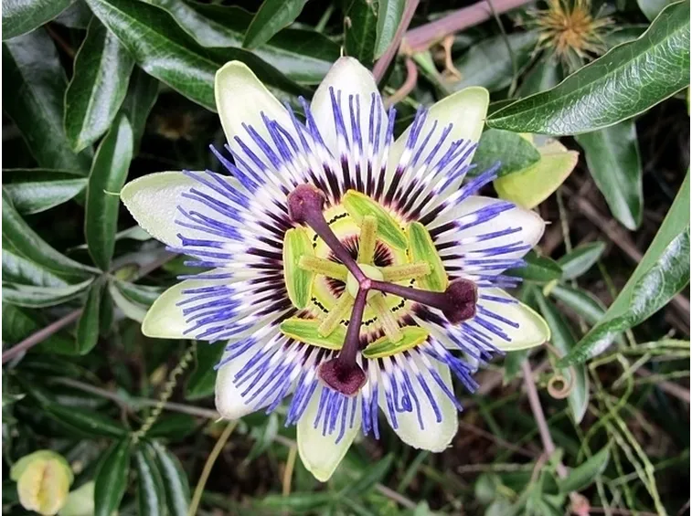 Pianta della passiflora