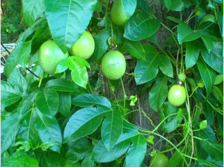 Fiore e foglie della passiflora rampicante