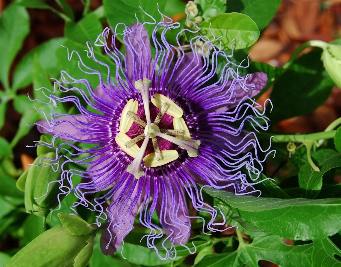 Fiore della passiflora rampicante