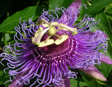 caerulea