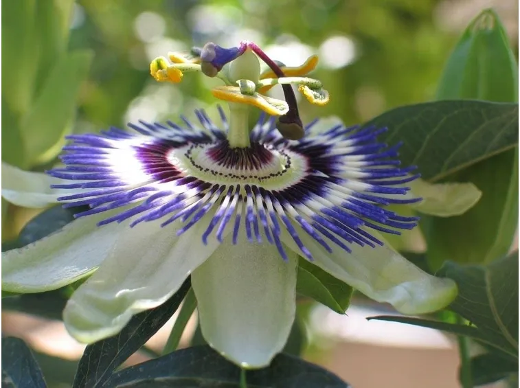 passiflora