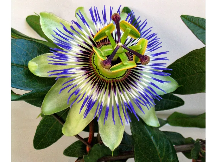 serratifolia