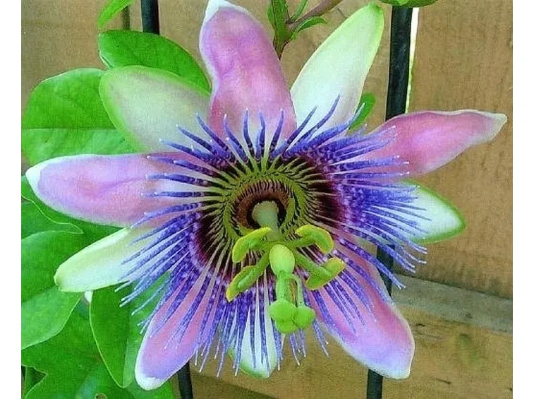 passiflora