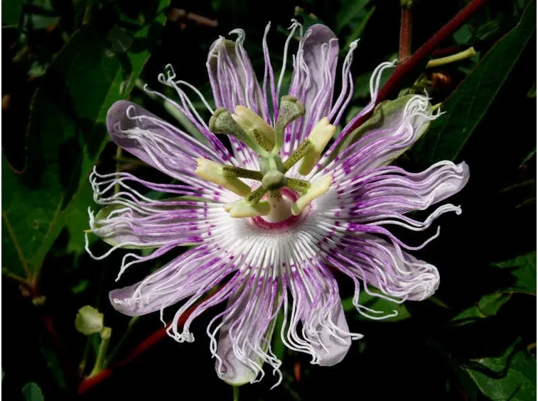 passiflora rosa