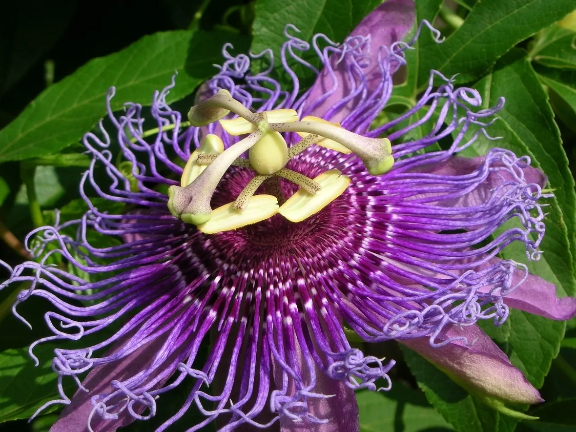 caerulea