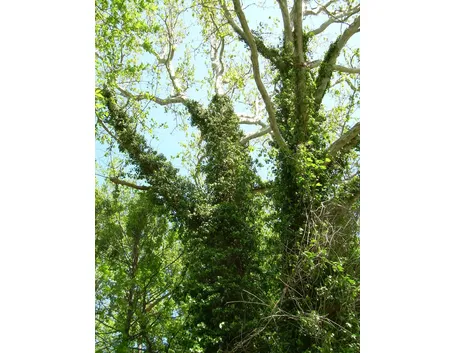 Albero rivestito di edera