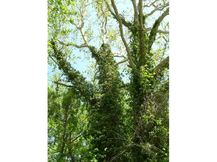 Albero rivestito di edera