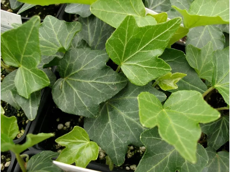 Particolare delle foglie di edera