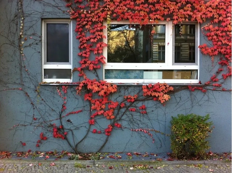 Edera rossa che cresce lungo il muro di un edificio