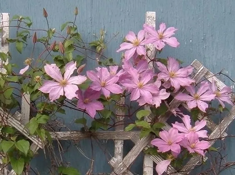 Immagine di Clematis a portamento rampicante; il fusto si avvolge ad una struttura di legno attraverso cirri o viticci.
