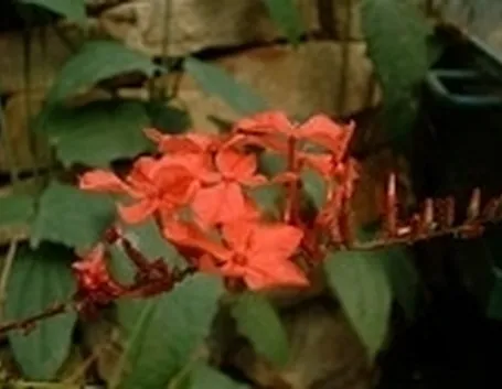 Piombaggine