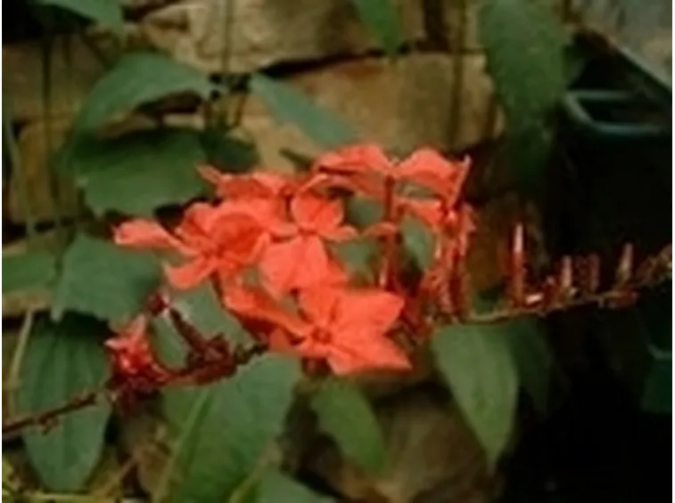 Piombaggine