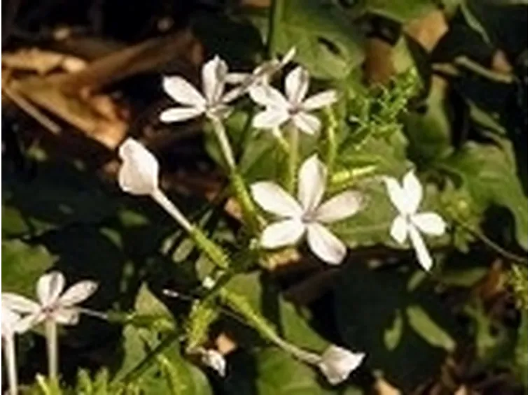 Piombaggine2