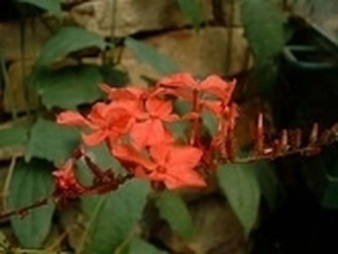 Piombaggine