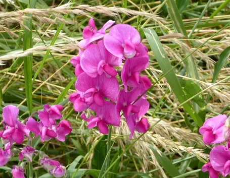 Fiore pisello odoroso