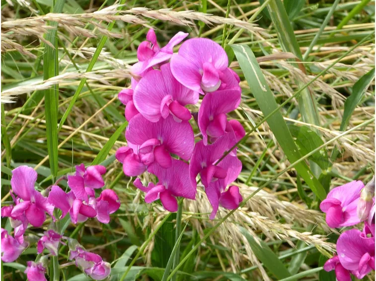 Fiore pisello odoroso