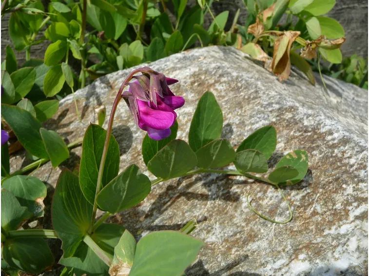 Pisello odoroso pianta