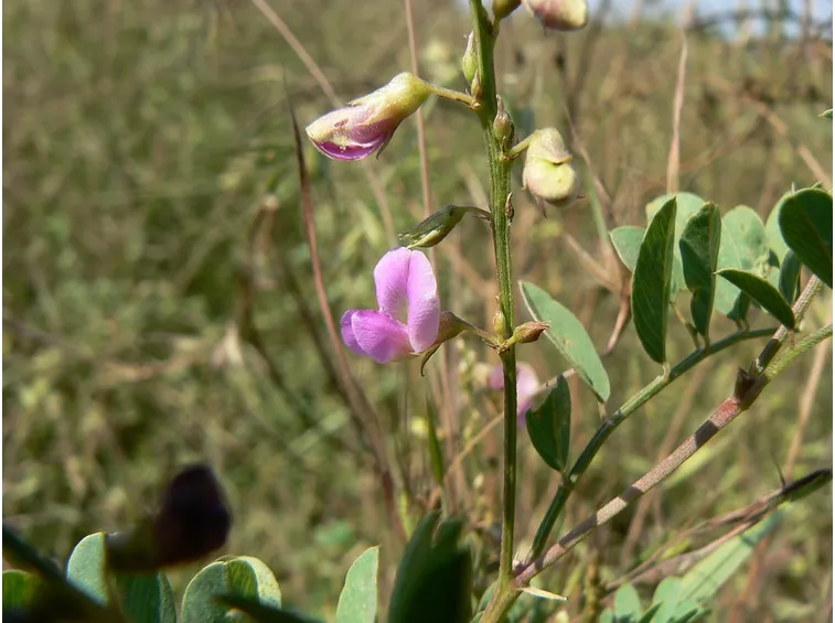 Fiore cicerchia odorosa