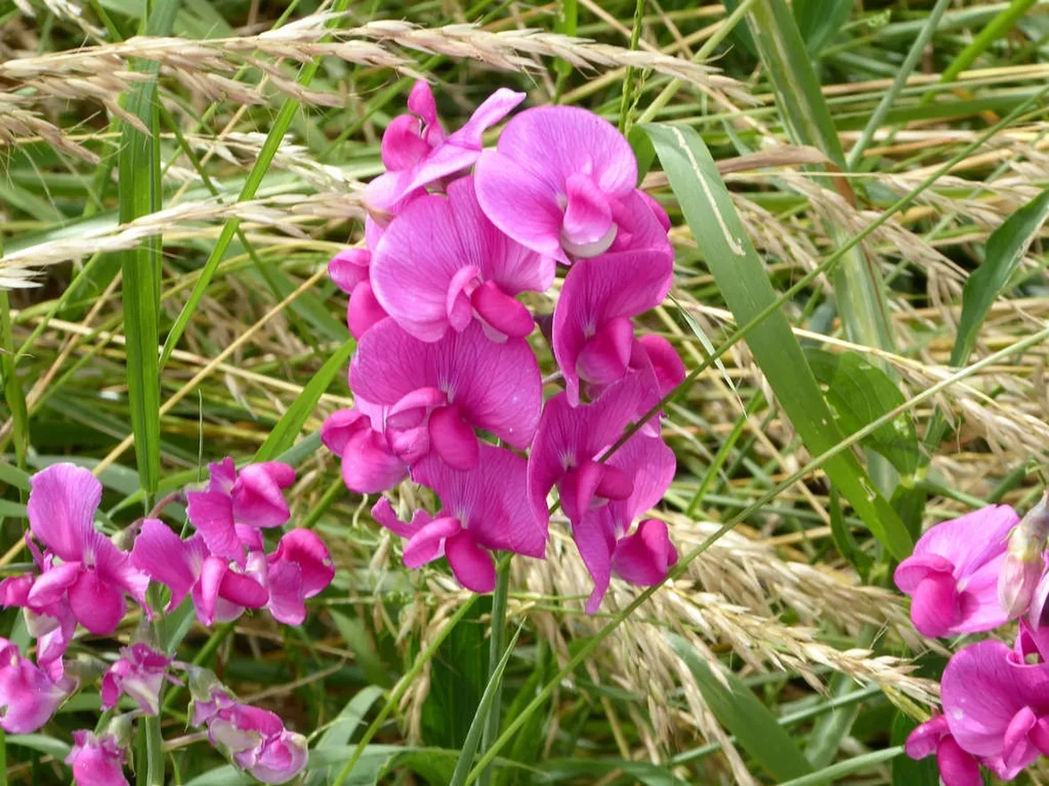 Fiore pisello odoroso