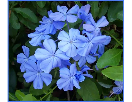 Fiore di plumbago capensis