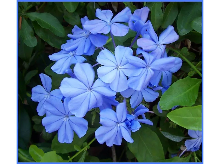 Fiore di plumbago capensis