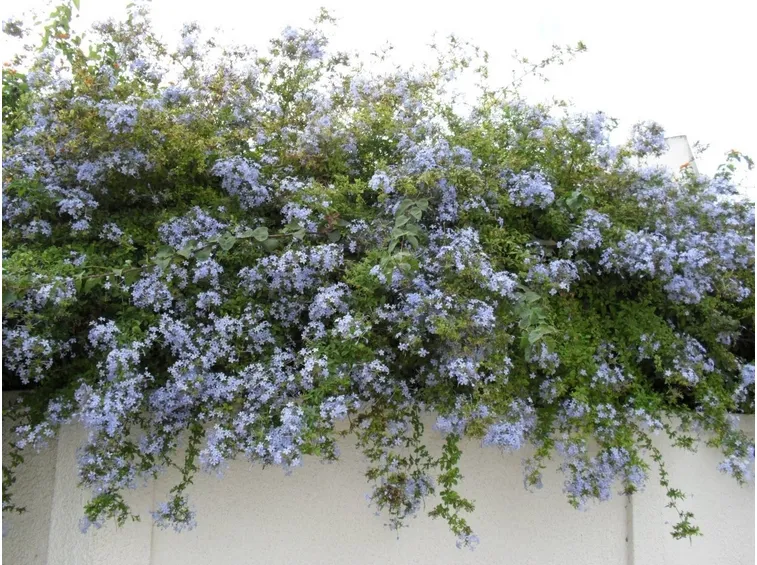 Plumbago capensis