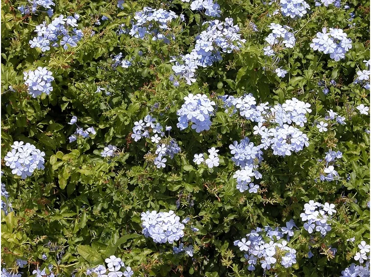 moltiplicazione plumbago