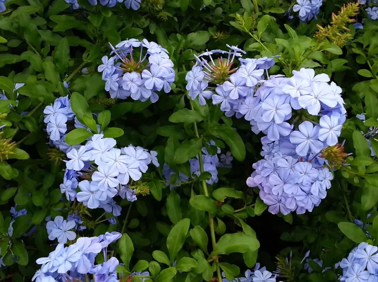 plumbago capensis