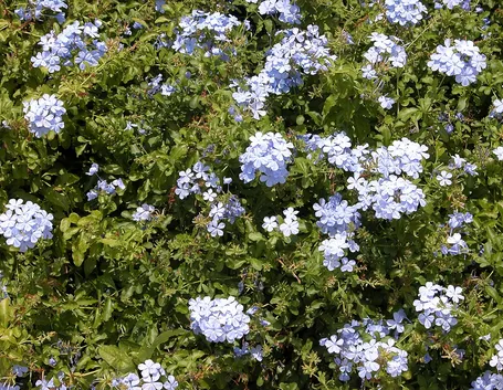 Plumbago rampicante