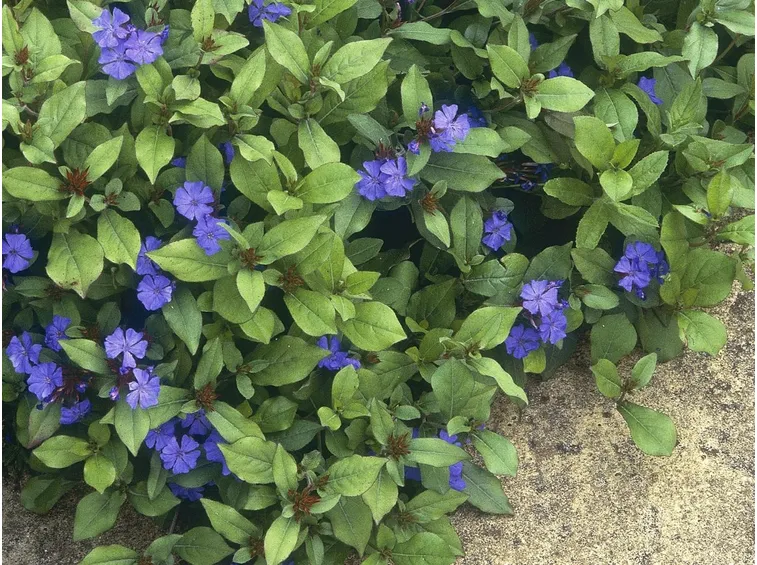 Plumbago siepe