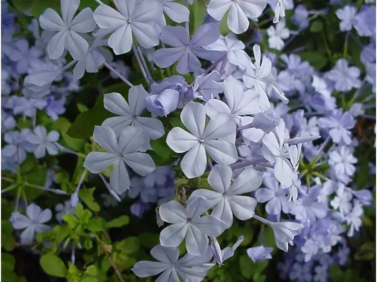 Plumbago fiore