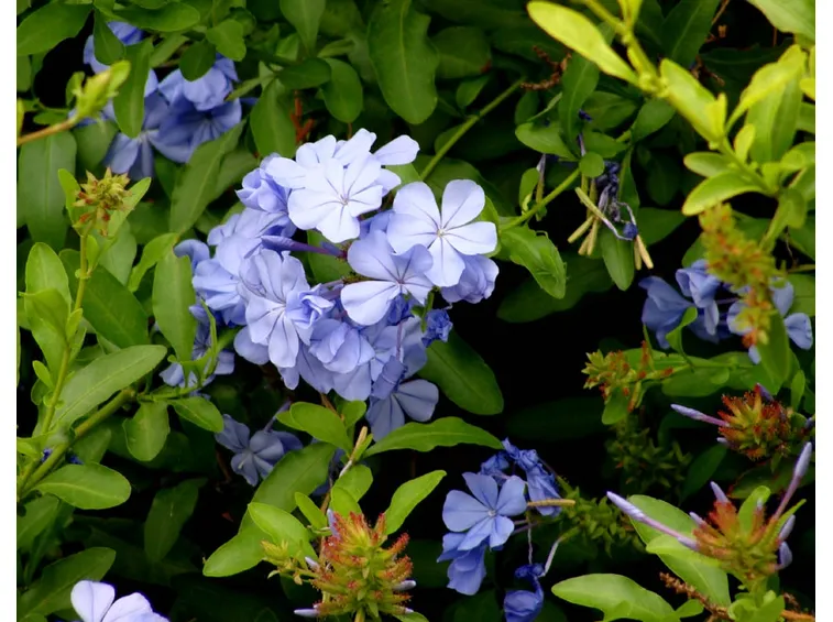 Coltivazione plumbago