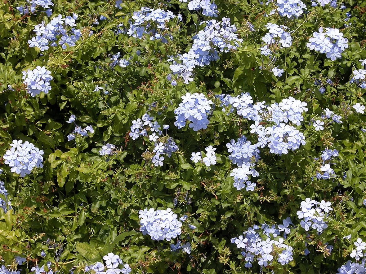 Plumbago rampicante