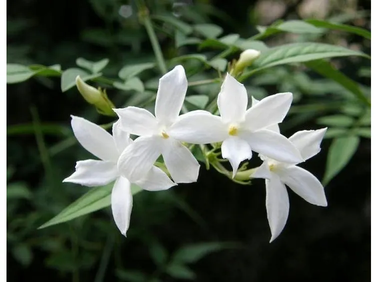 Gelsomino