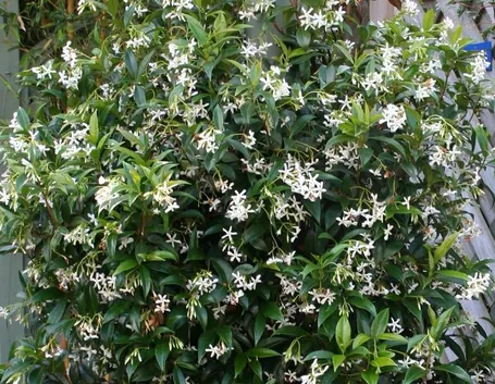 Rhyncospermum jasminoides rampicante.