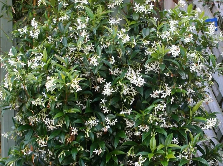 Rhyncospermum jasminoides rampicante.