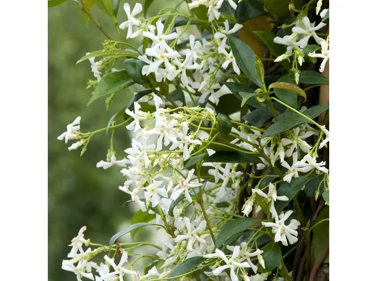 Rhyncospermum jasminoides durante il periodo vegetativo.