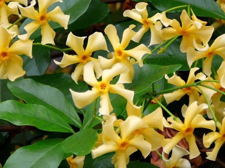 Dettaglio struttura Rhyncospermum jasminoides.