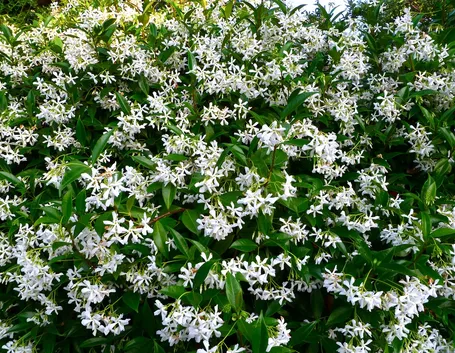 Rincospermum fioritura