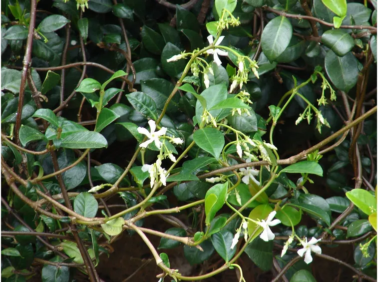 Rincospermo fiorito