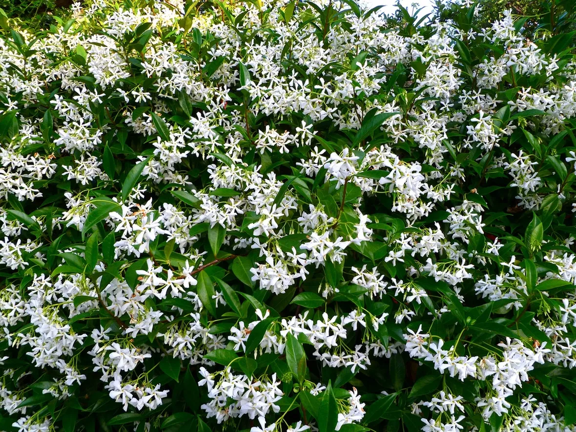 Rincospermum fioritura