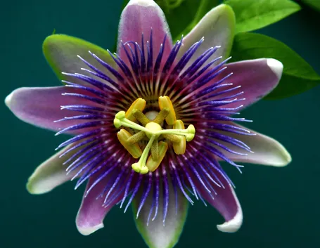 La forma del fiore della passione che ha ispirato i gesuiti nel '600.